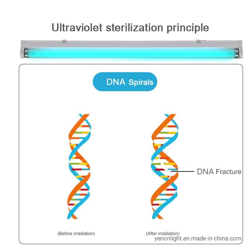 Ultraviolet Lamp UVC Light Germicidal Disinfectiont8 Tube LED Lighting